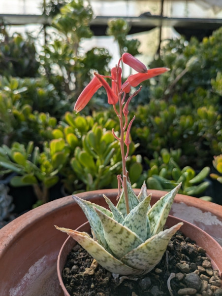 Aloe white Fox