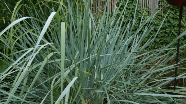 Strandgroggen, Elymus arenarius Blue Dune