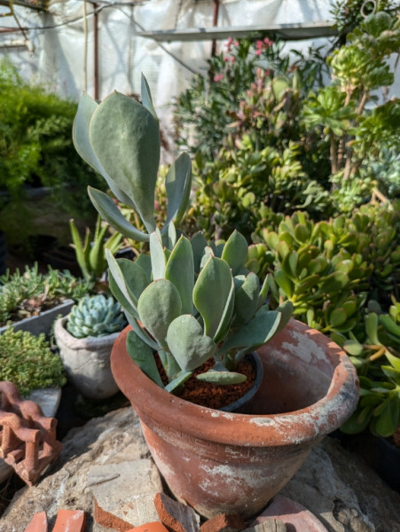 Cotyledon orbiculata var. Silver Peak