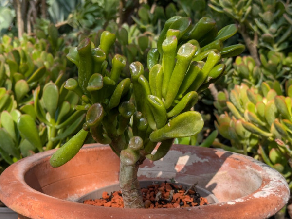 Geldbaum Gollum, Crassula ovata Gollum