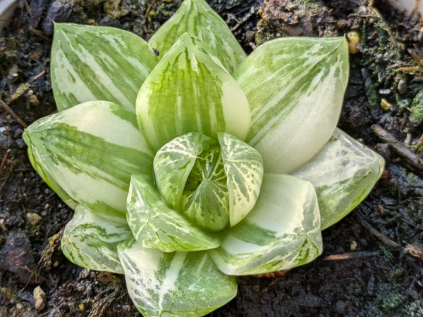 Kissen-Hawarthia, Haworthia cooperi