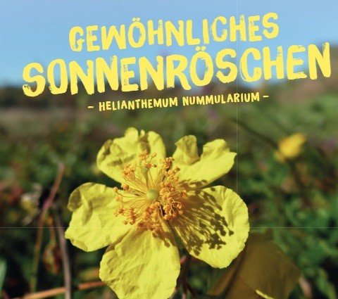 Gewöhnliches Sonnenröschen, Helianthemum nummularium