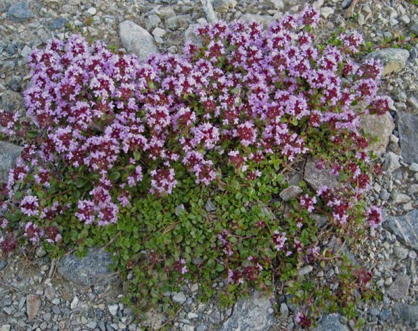 Thymus serpyllum - Bodendecker Thymian