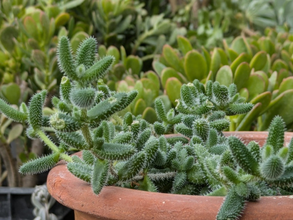 Kuschelige Gurkenpflanze, Delosperma echinatum