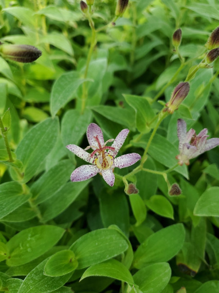 Krötenlilie, Tricyrtis formosana -Pink Freckles-