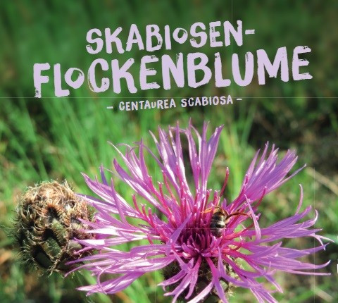 Skabiosen Flockenblume, Centaurea scabiosa