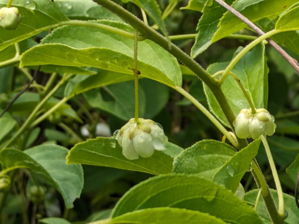 Selbstbefruchtende Kiwibeere, Actinidia arguta ``Issai``