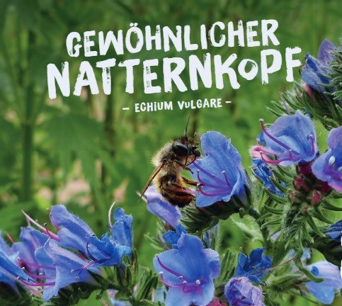 Gewöhnlicher Natternkopf, Echium vulgare