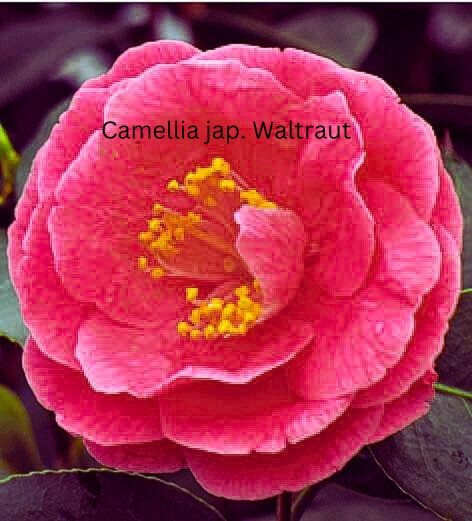 Camellia Japonica rot in Sorten- rote Kamelie