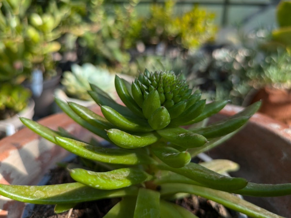 Orostachys japonica