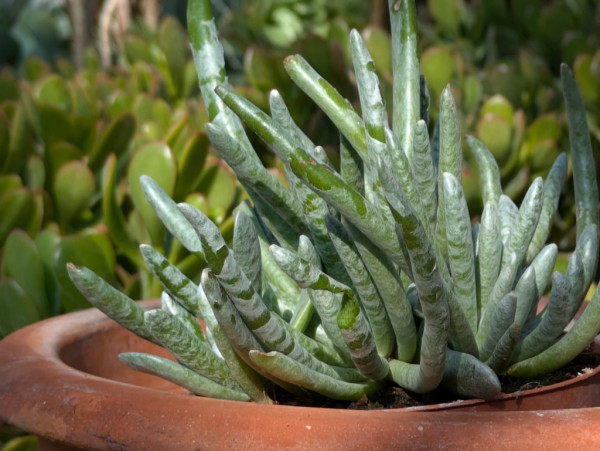 Lady Fingers, Dudleya edulis