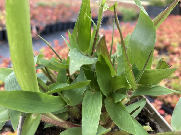 Hirschzungen-Rispenhirse, Panicum clandestinum