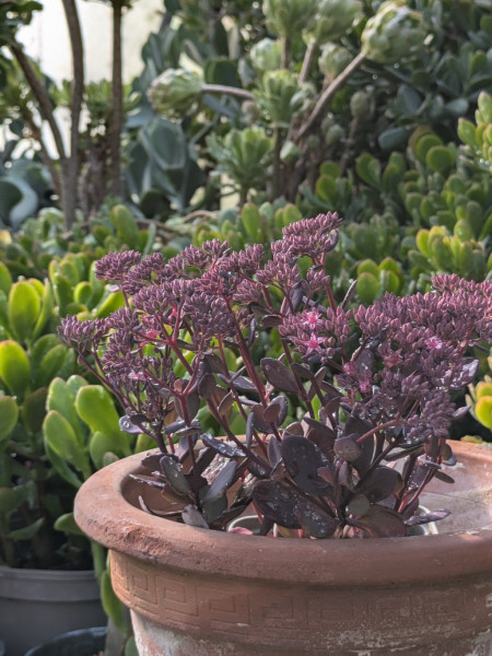 Dunkelblättriges Fettblatt, Sedum telephium ´Dark Canyon´