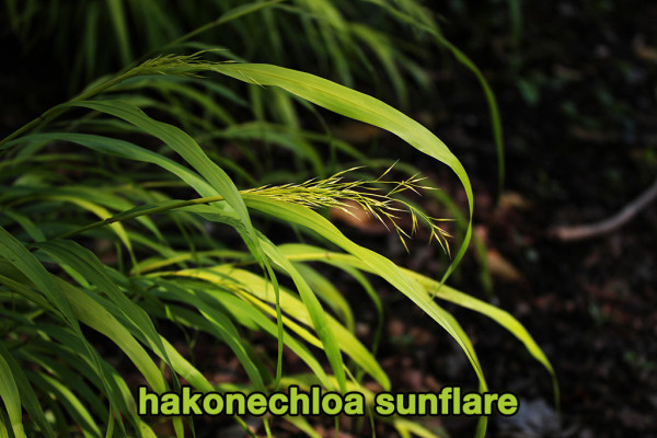 Hakonechloa macra in Sorten